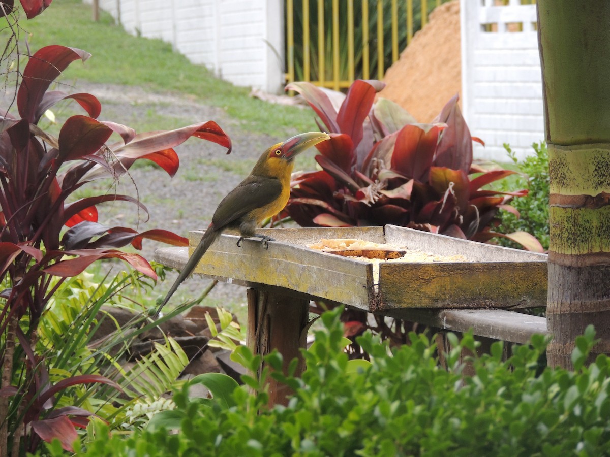 Saffron Toucanet - ML645746289