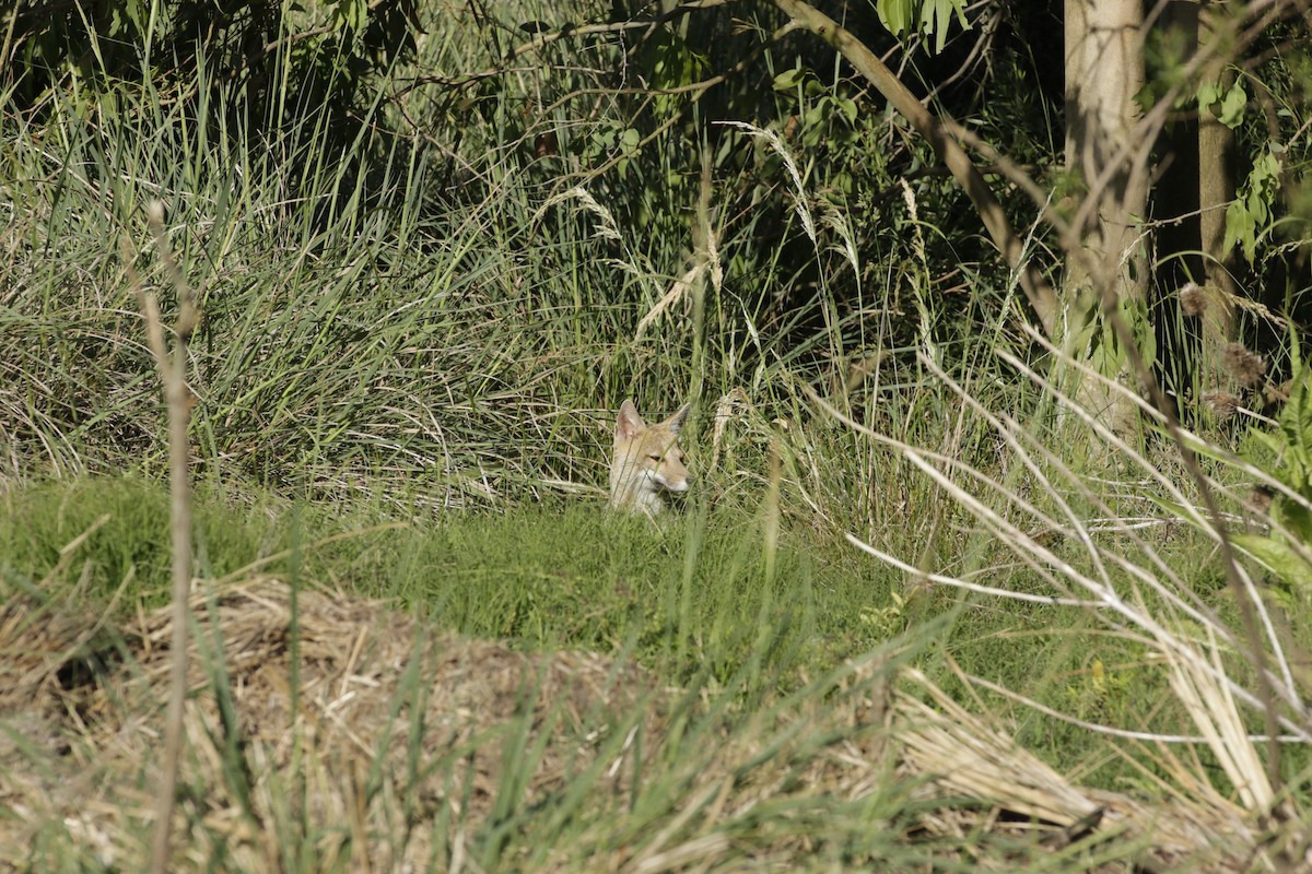 Animals - ML645746290