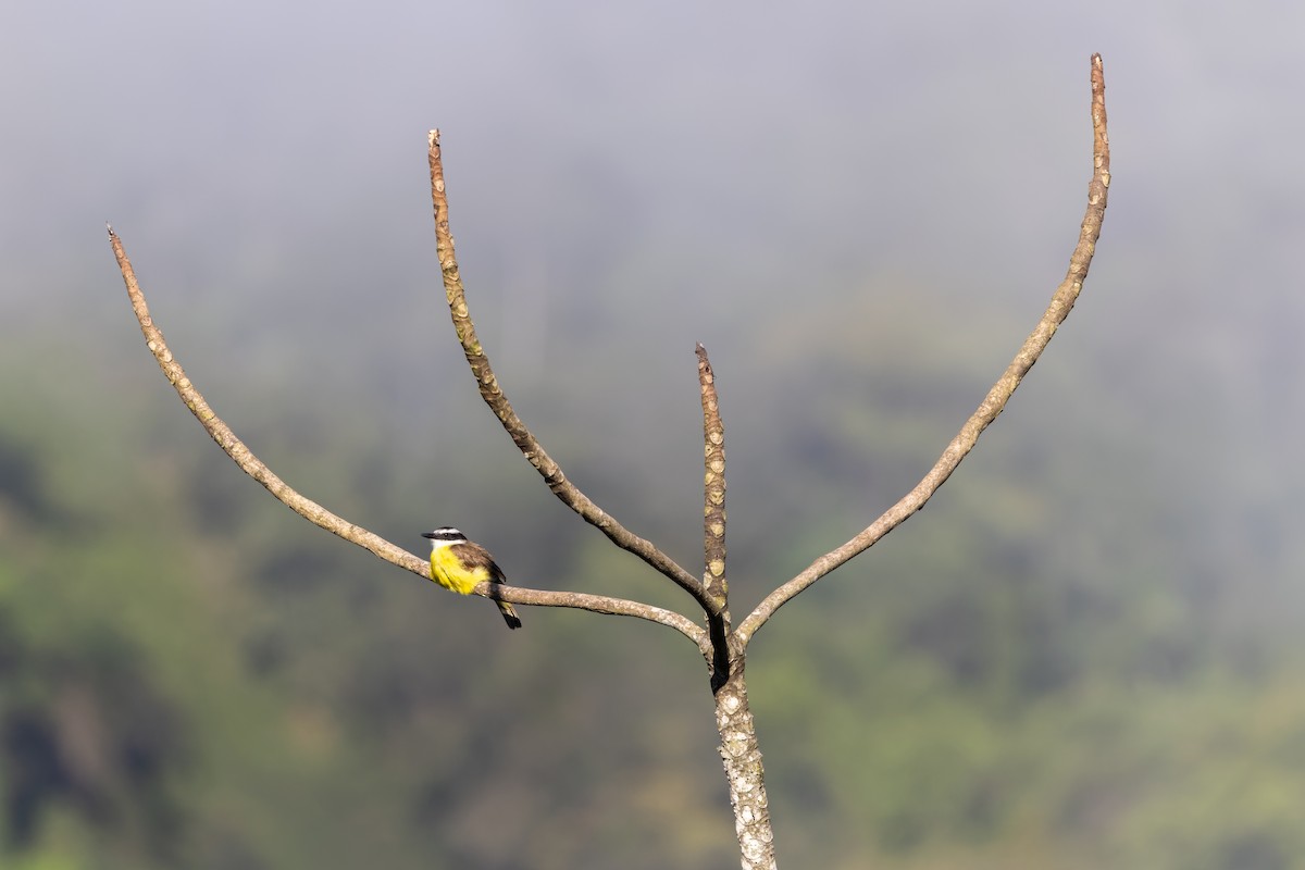 Great Kiskadee - ML645746291