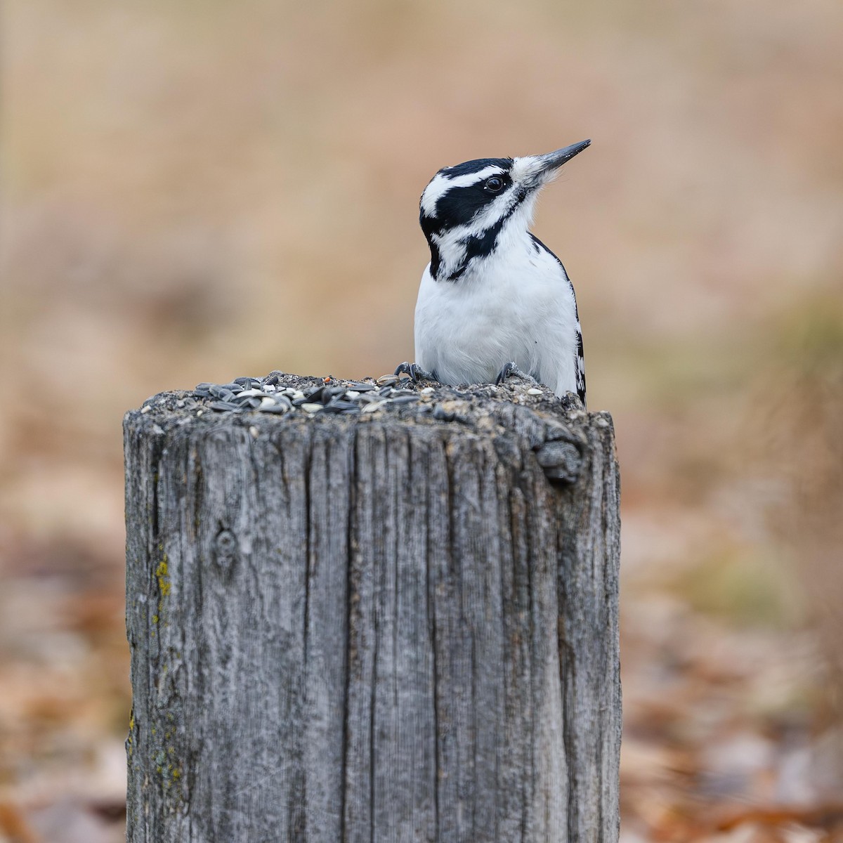 Hairy Woodpecker - ML645746292