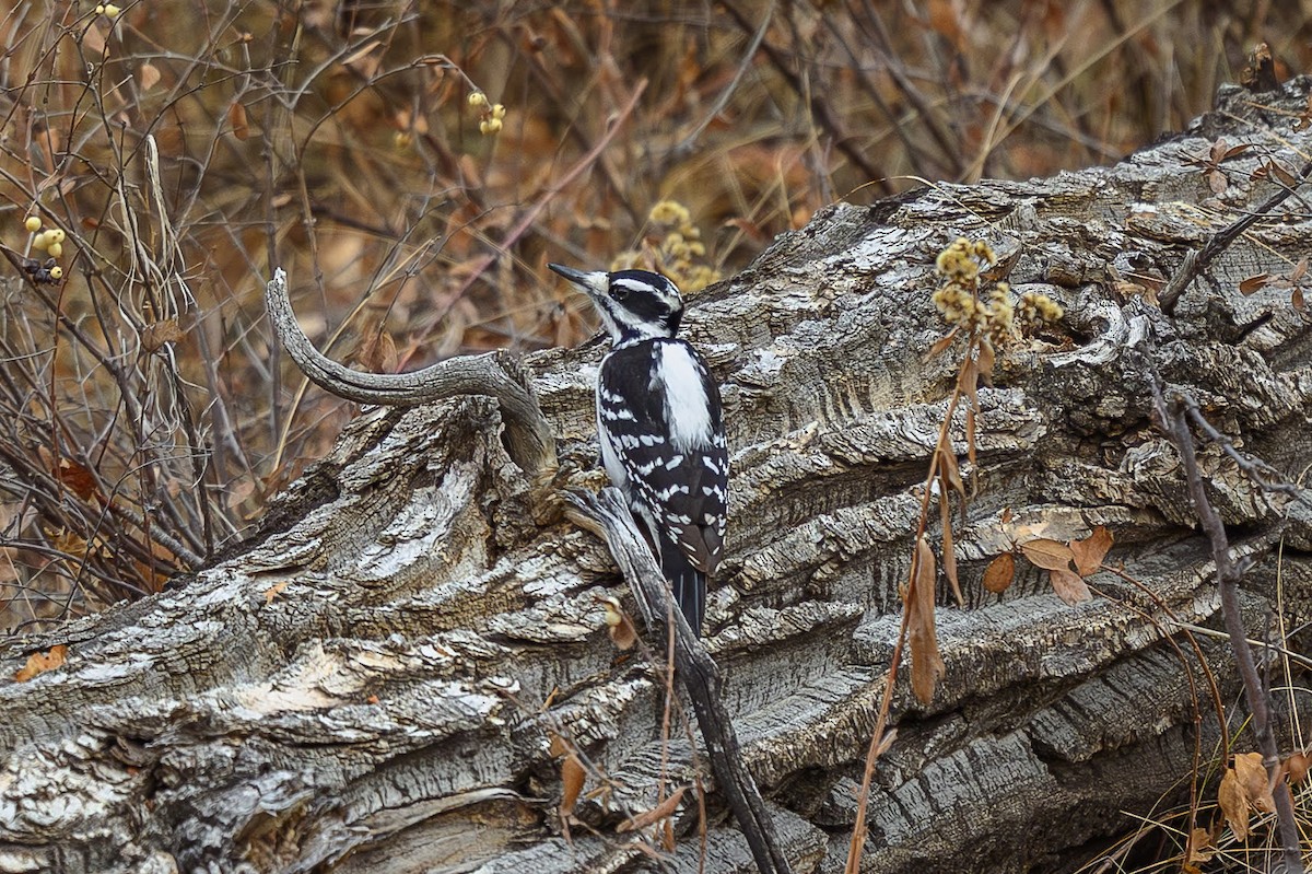 Hairy Woodpecker - ML645746293
