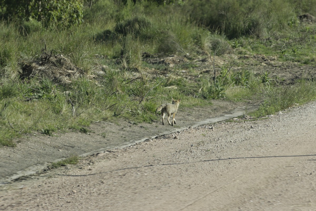 Animals - ML645746297