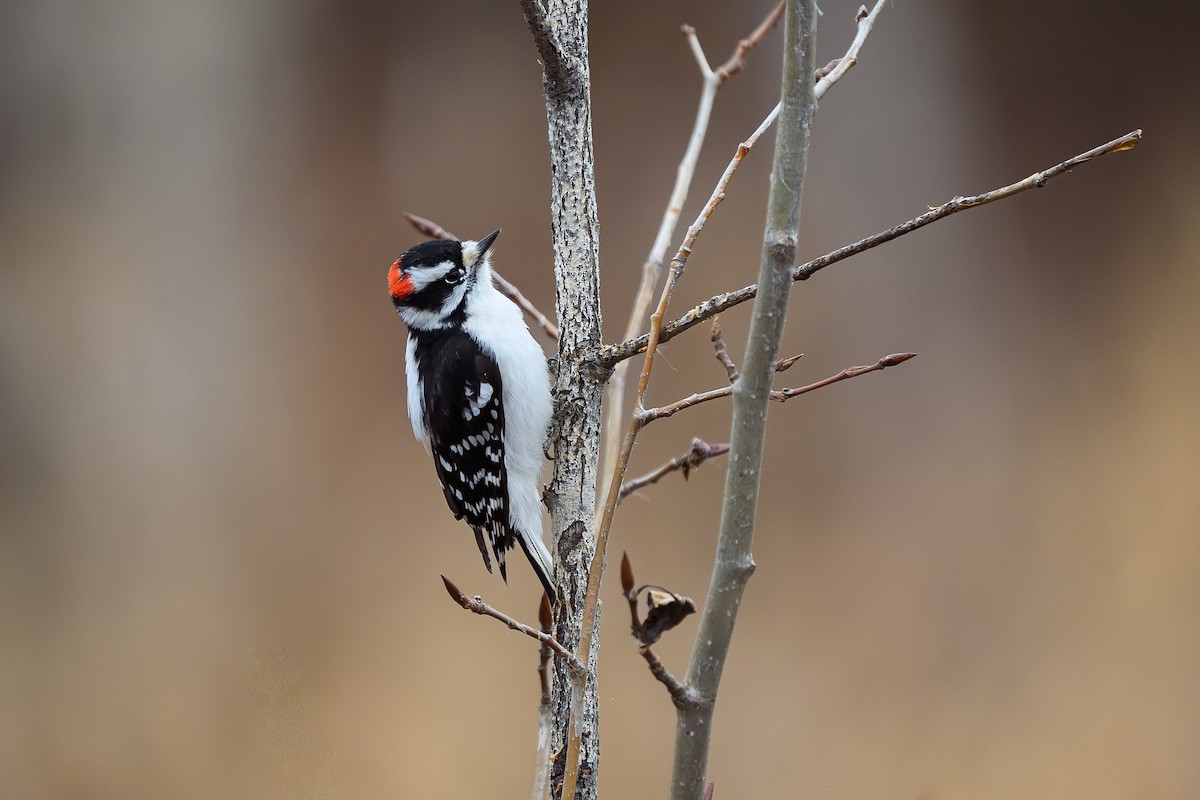 Downy Woodpecker - ML645746301