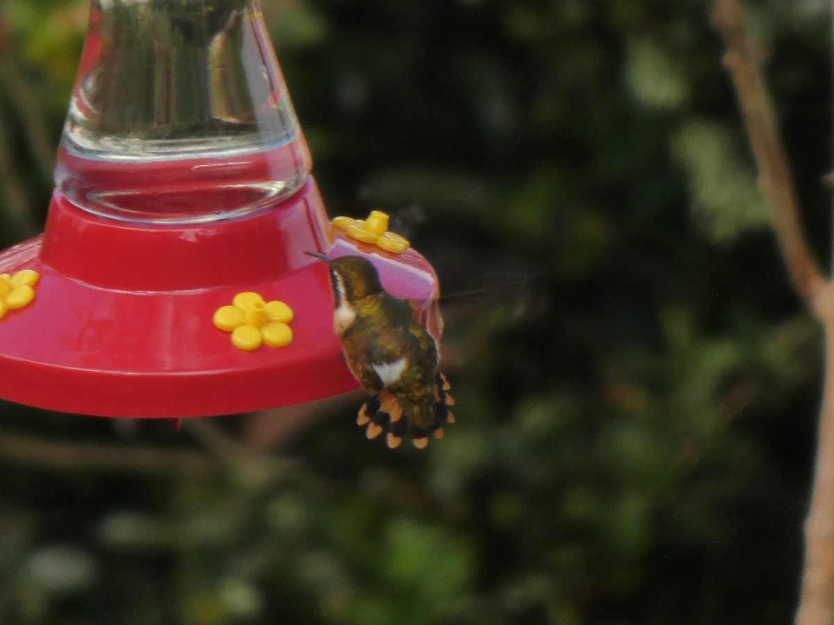 White-bellied Woodstar - ML645746307