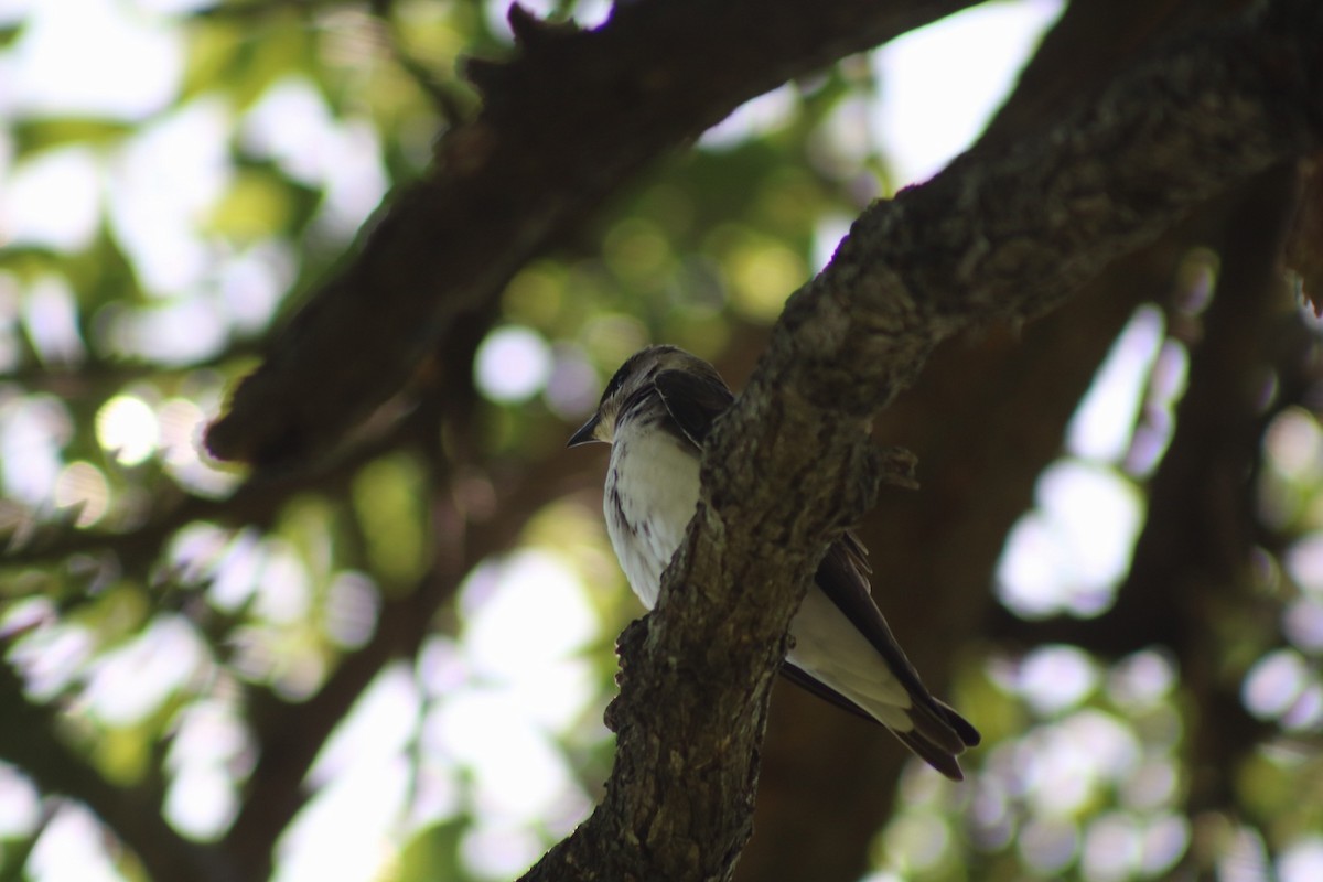 Brown-chested Martin - ML645746316