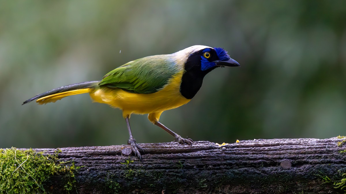 Geai vert (groupe yncas) - ML645746321