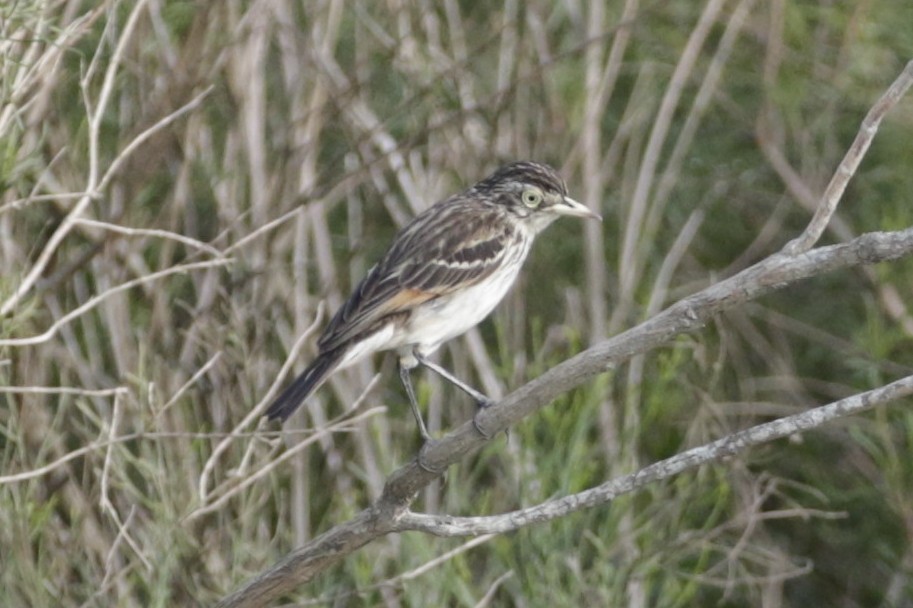 Spectacled Tyrant - ML645746326
