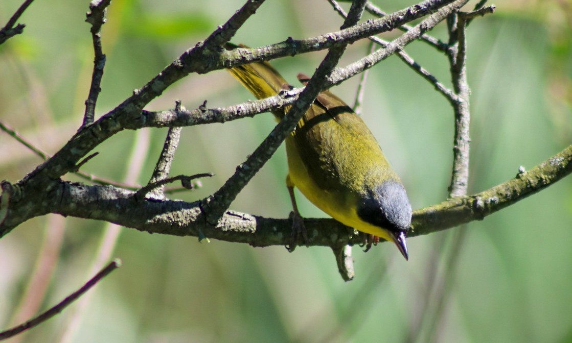Southern Yellowthroat - ML645746327