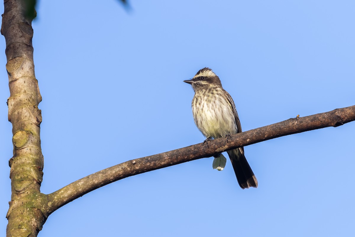 Variegated Flycatcher - ML645746330