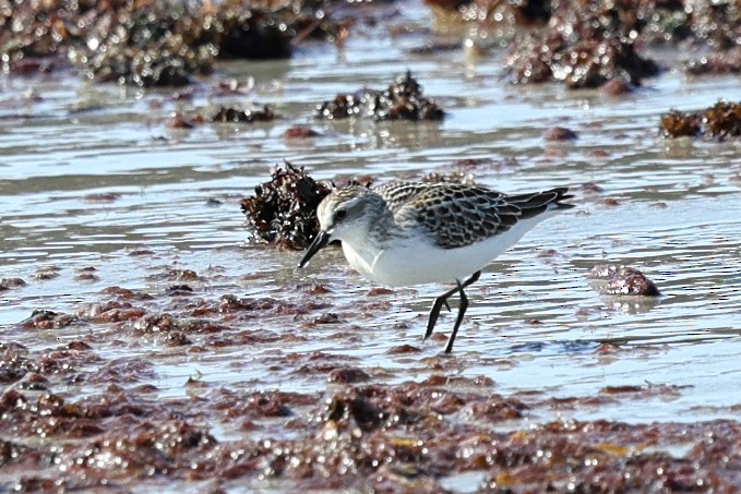 Semipalmated Sandpiper - ML645746331