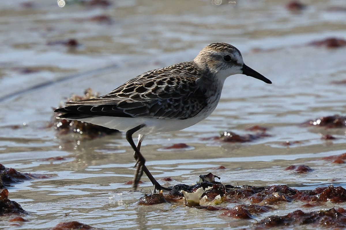 Semipalmated Sandpiper - ML645746332