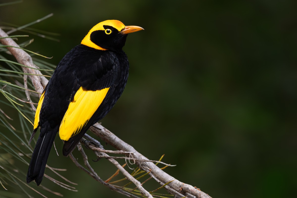 Regent Bowerbird - ML645746338