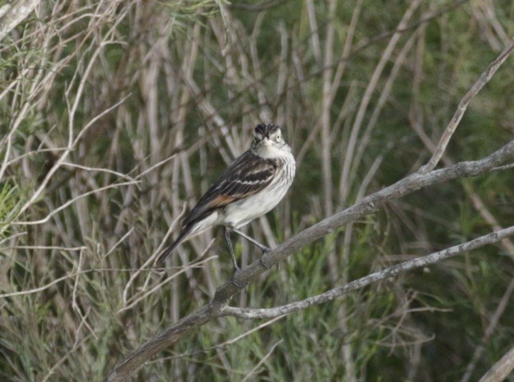 Spectacled Tyrant - ML645746342