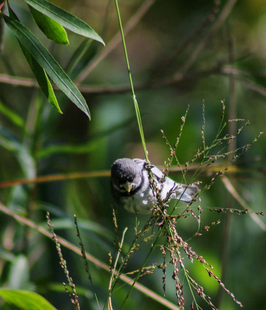 Double-collared Seedeater - ML645746351