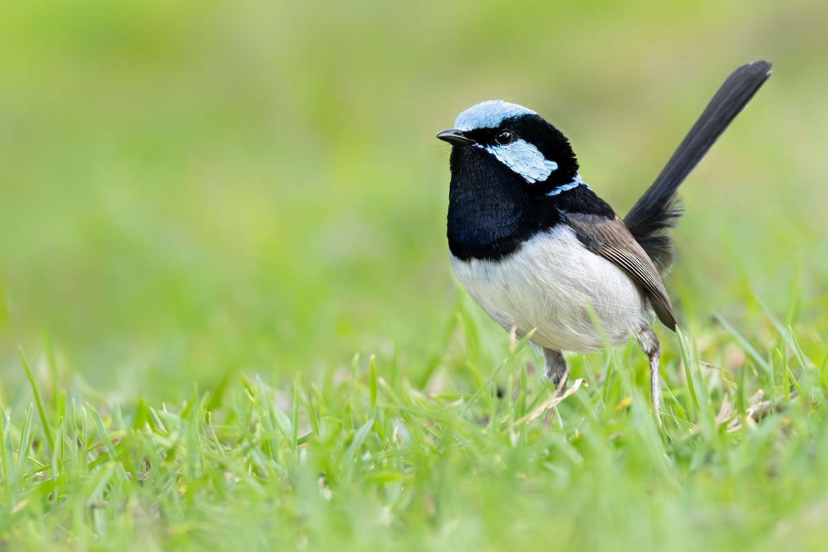 Superb Fairywren - ML645746352
