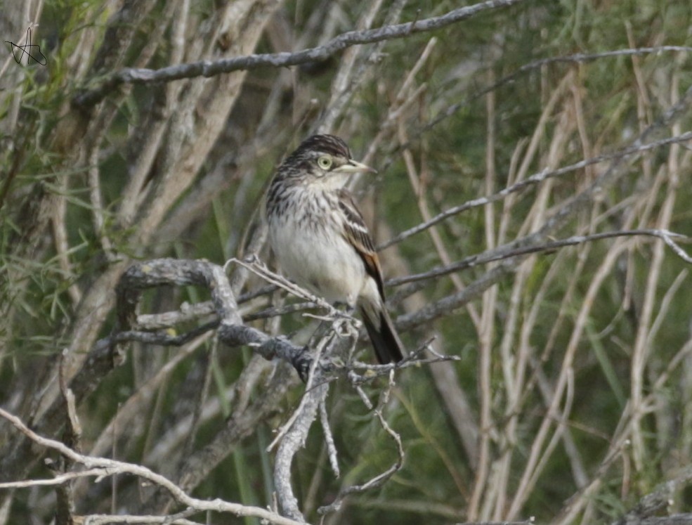 Spectacled Tyrant - ML645746362