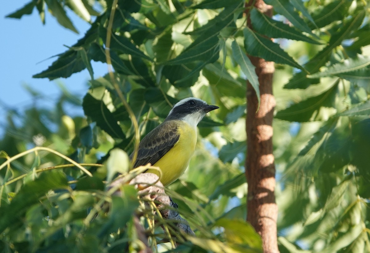 Sosyal Tiran [texensis grubu] - ML645746367