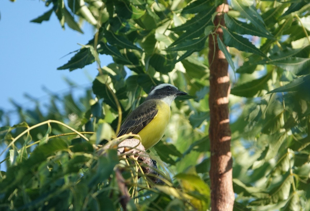 Sosyal Tiran [texensis grubu] - ML645746368