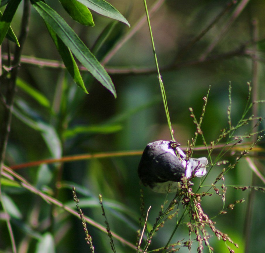 Double-collared Seedeater - ML645746370