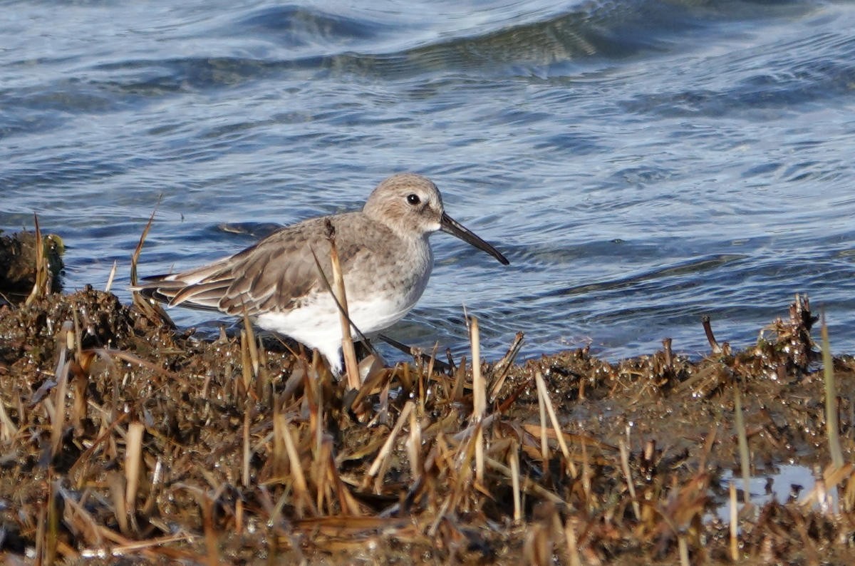 Dunlin - ML645746371