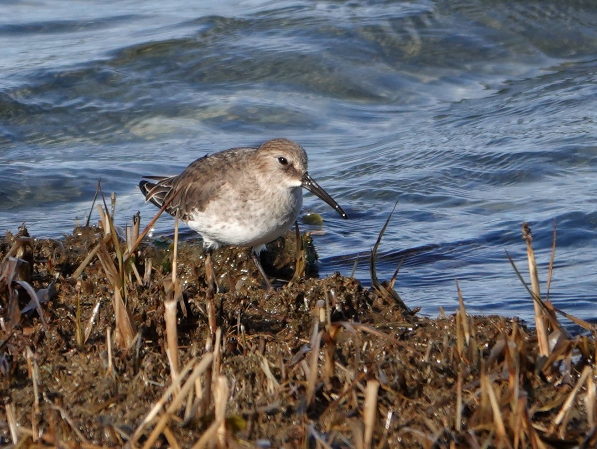 Dunlin - ML645746372