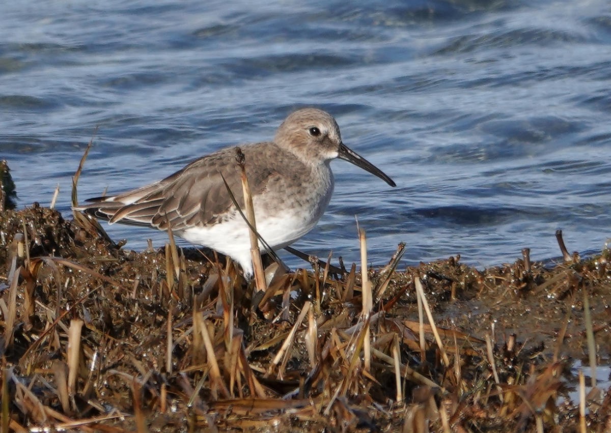 Dunlin - ML645746373