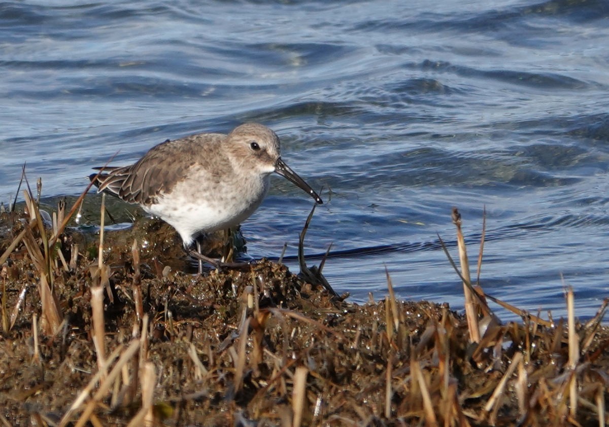 Dunlin - ML645746374