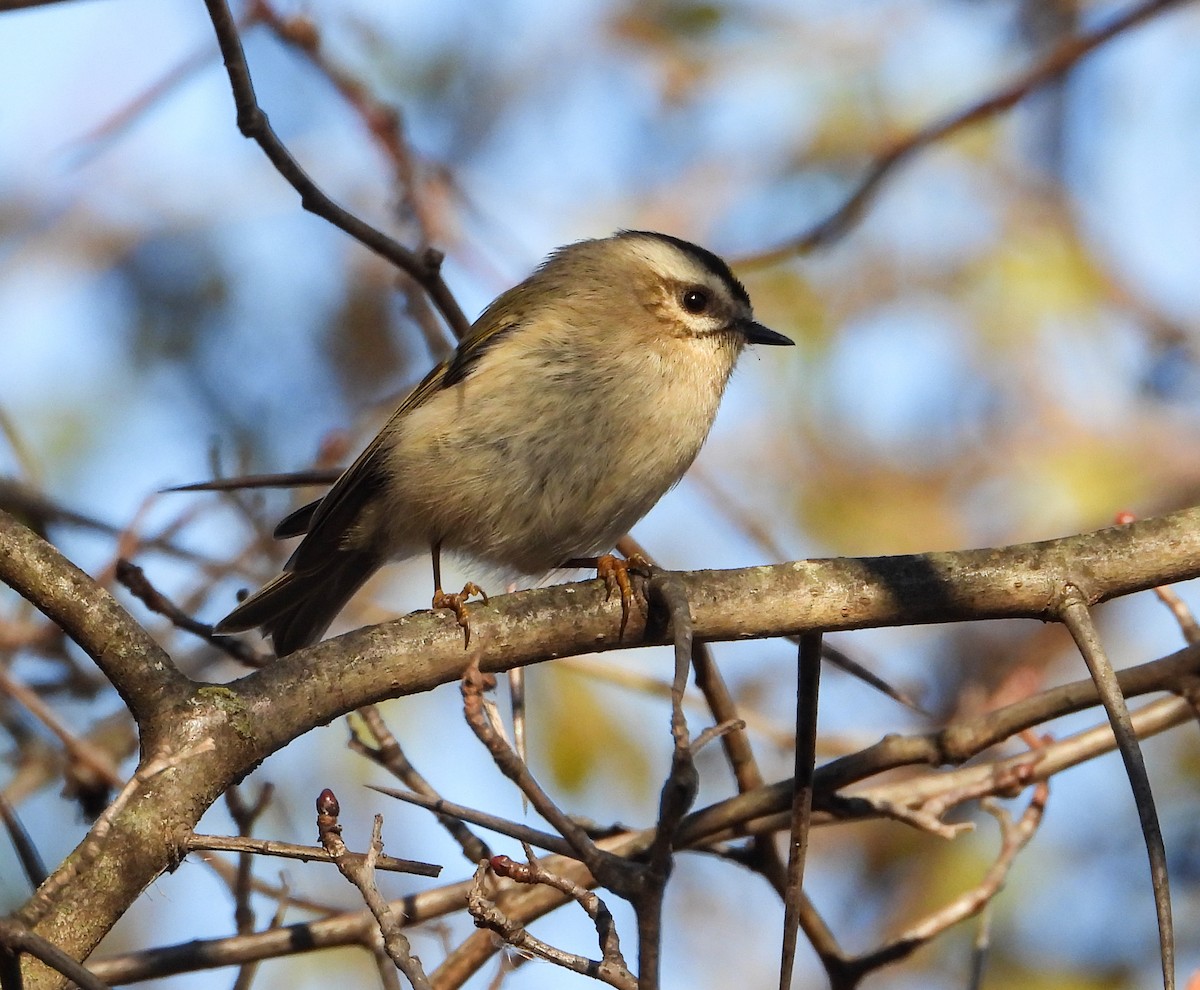 Golden-crowned Kinglet - ML645746375