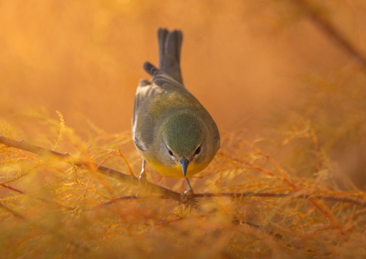 Northern Parula - ML645746376