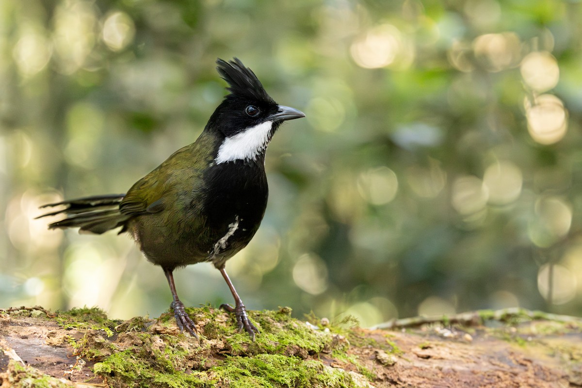 Eastern Whipbird - ML645746378