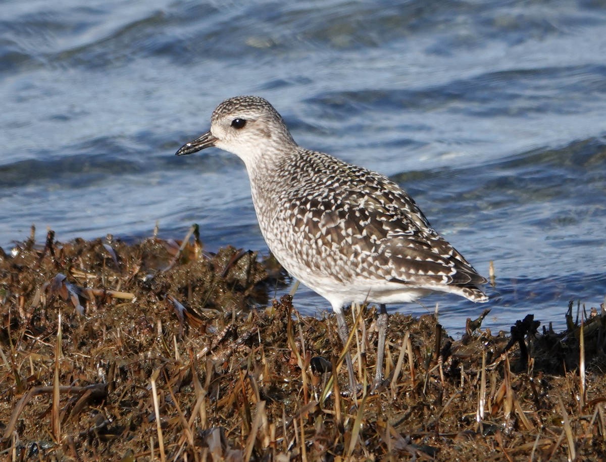 Black-bellied Plover - ML645746381