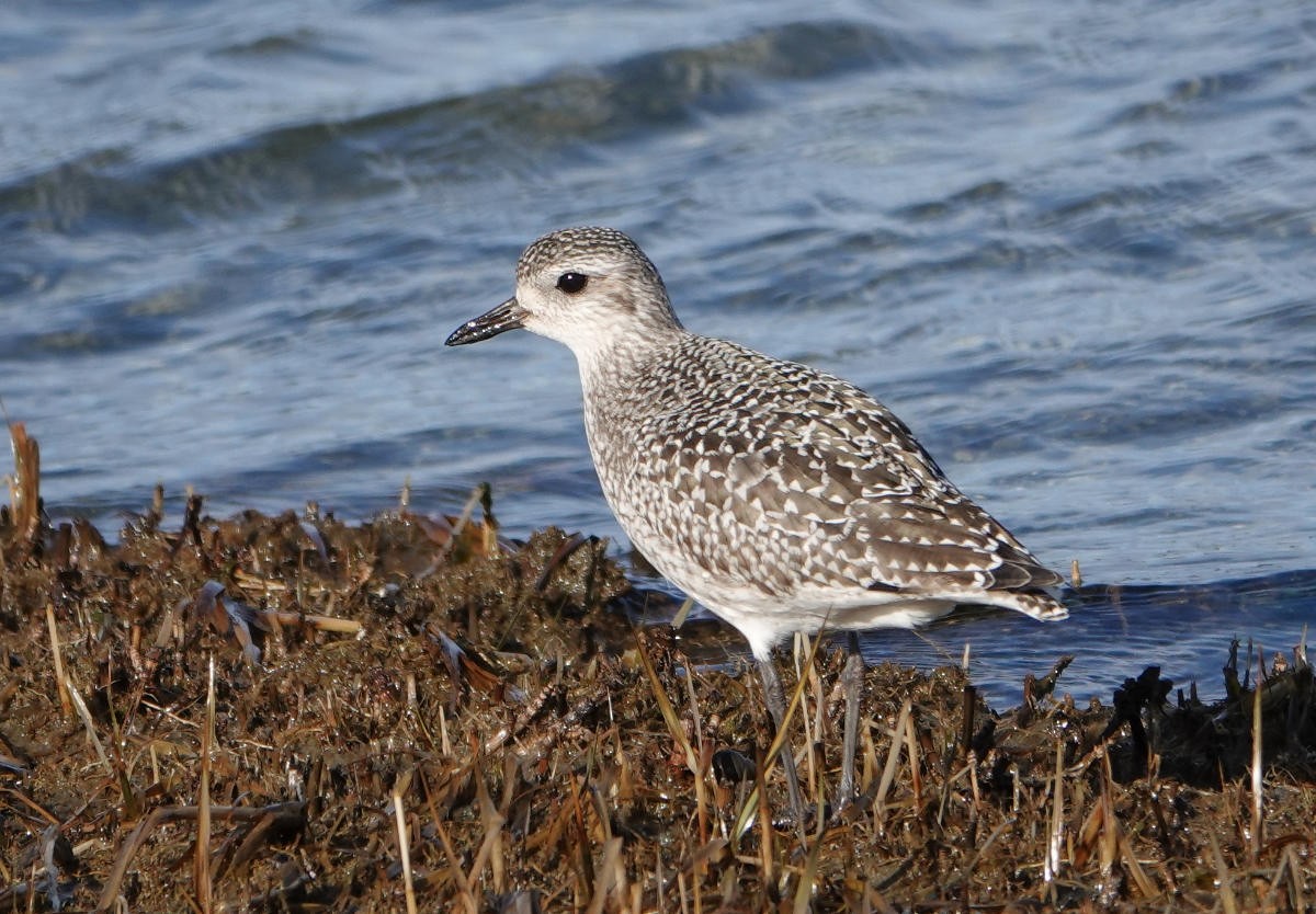 Black-bellied Plover - ML645746382