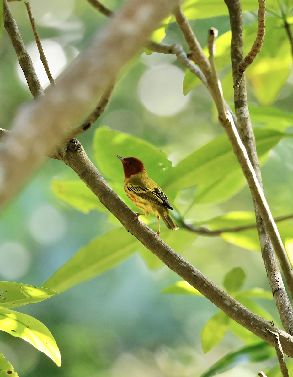 Mangrove Yellow Warbler (Panama) - ML645746383