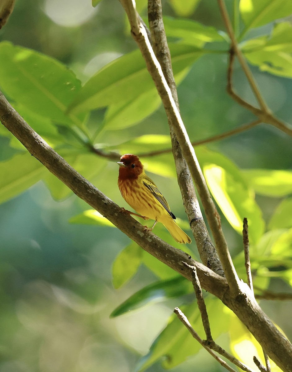 Mangrove Yellow Warbler (Panama) - ML645746384