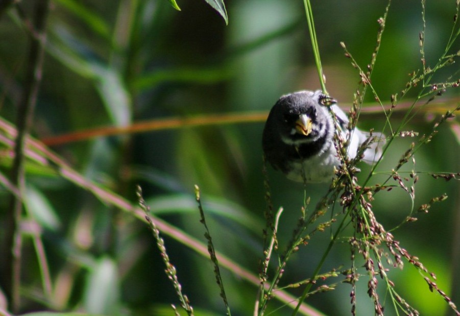 Double-collared Seedeater - ML645746385