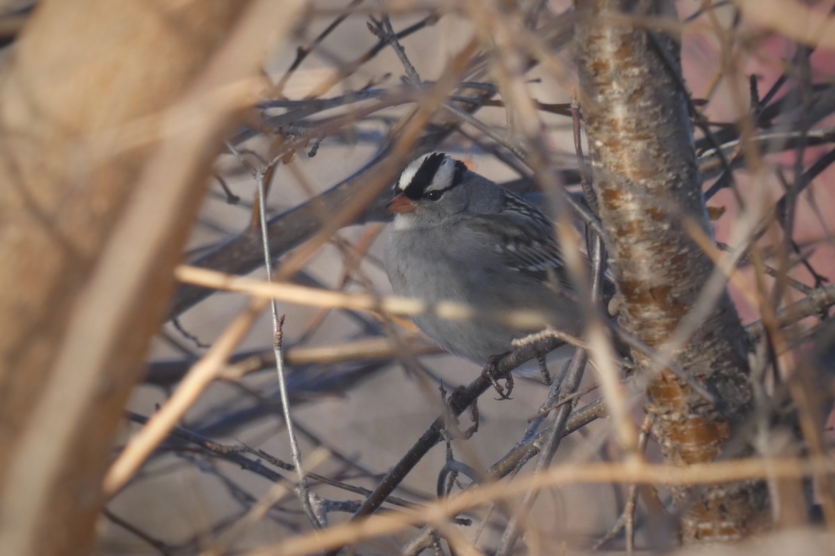 White-crowned Sparrow - ML645746386