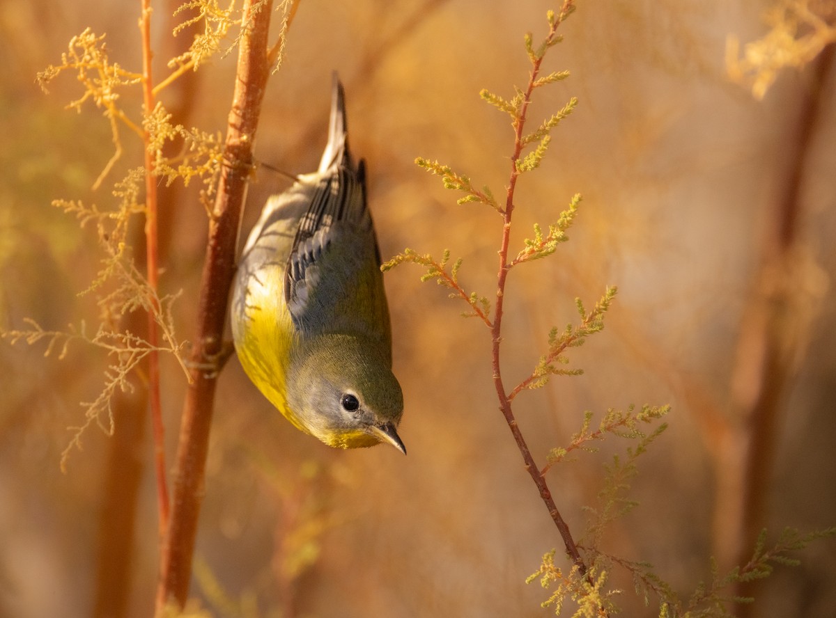 Northern Parula - ML645746389