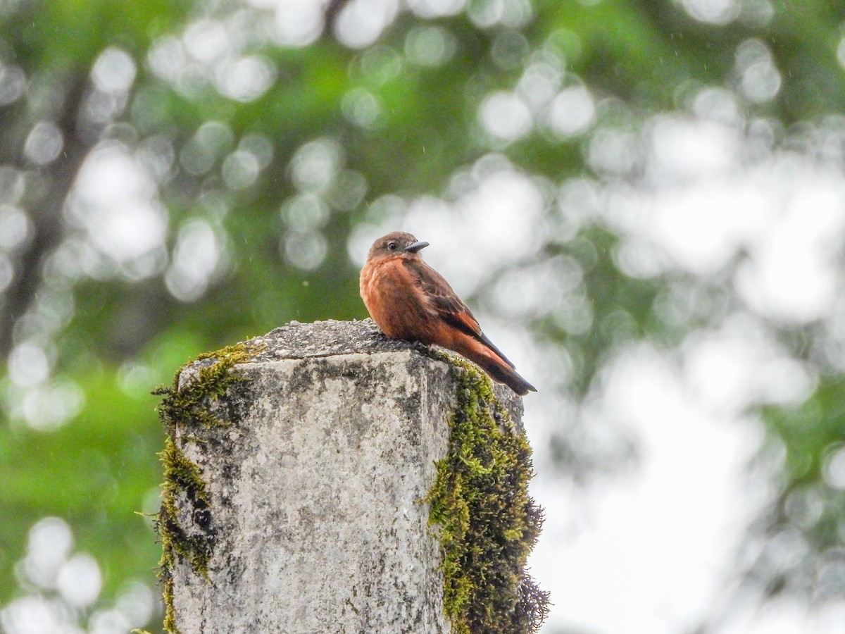 Cliff Flycatcher - ML645746401