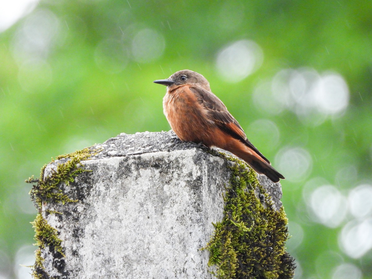 Cliff Flycatcher - ML645746403