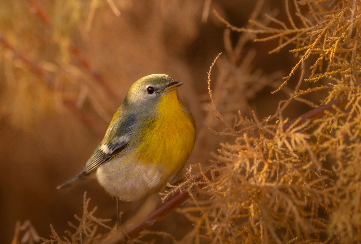 Northern Parula - ML645746404