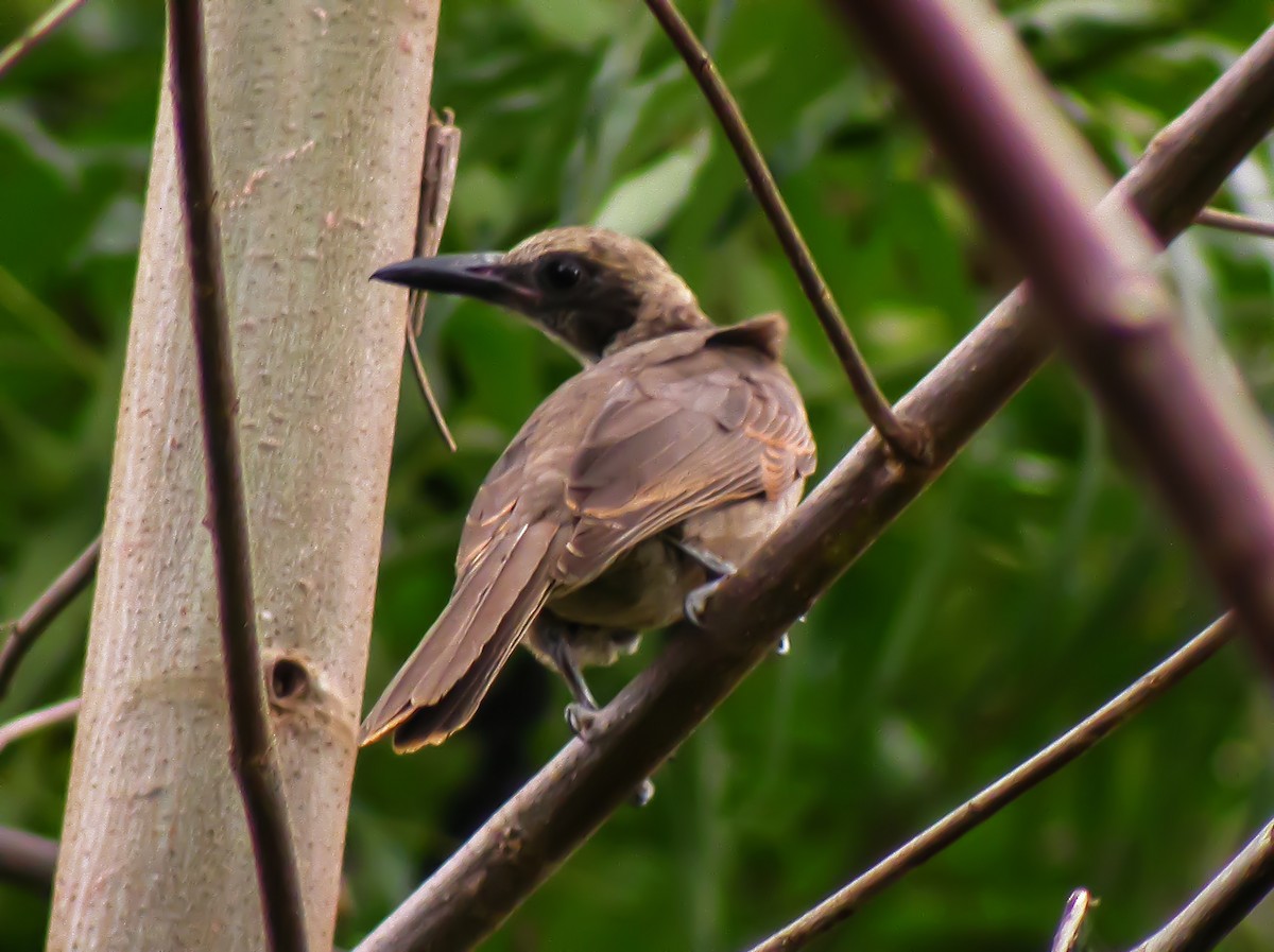 Buru Friarbird - ML645746407