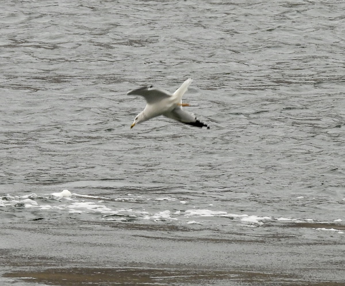 Ring-billed Gull - ML645746413