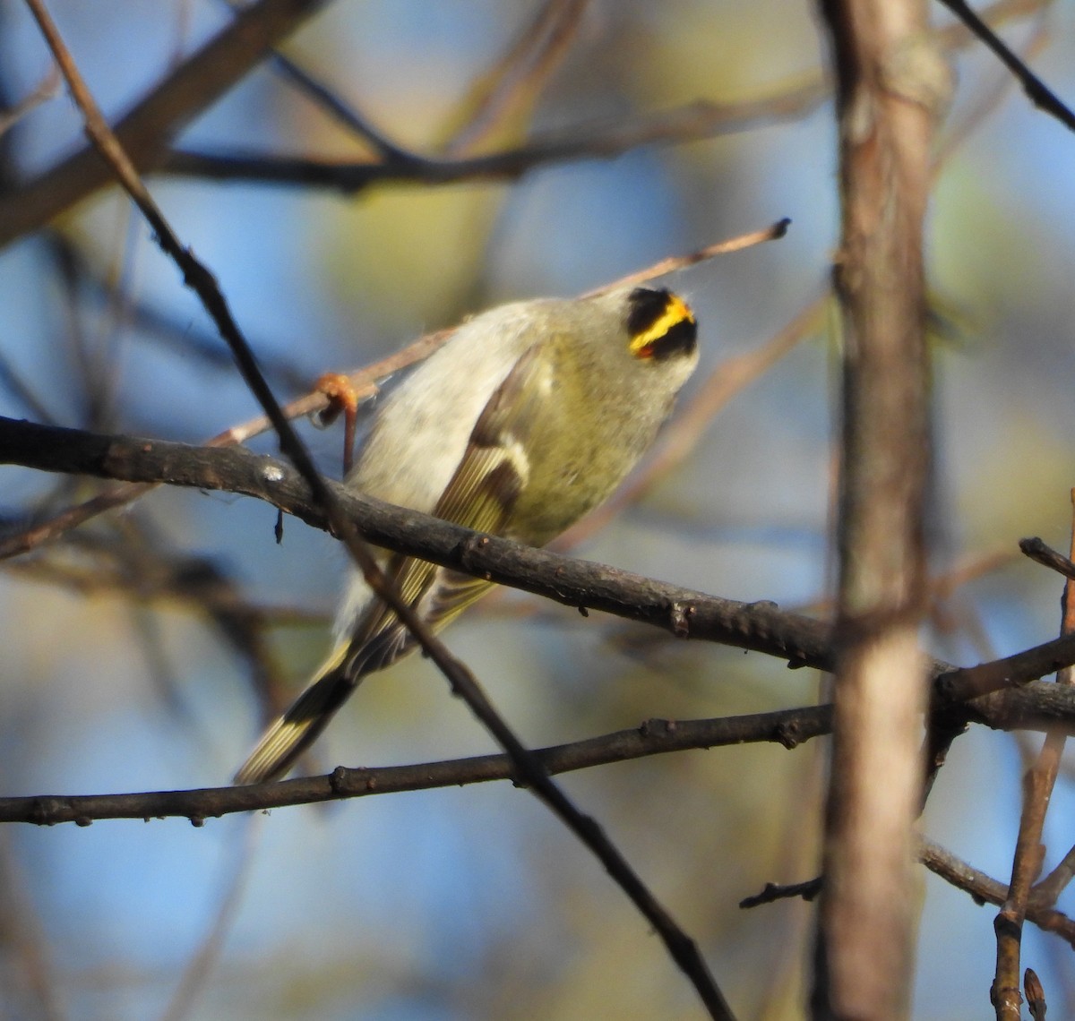 Golden-crowned Kinglet - ML645746415