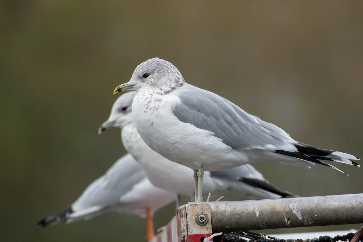 Gavina - ML645746418