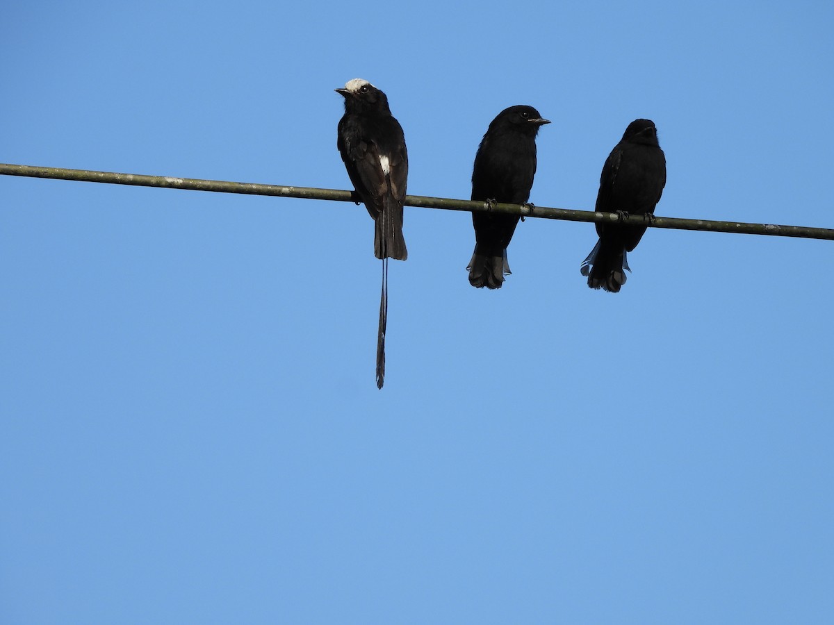 Long-tailed Tyrant - ML645746419