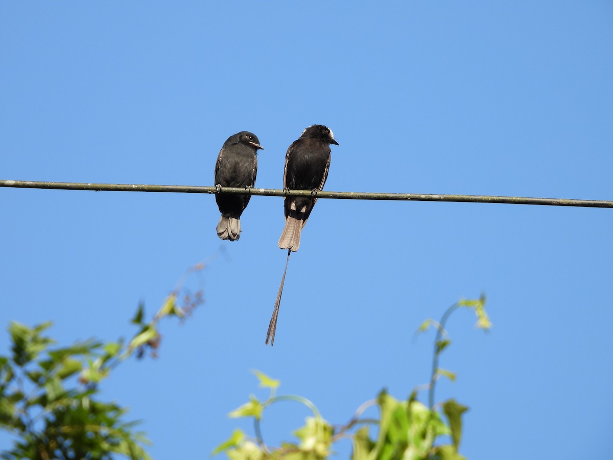 Long-tailed Tyrant - ML645746420