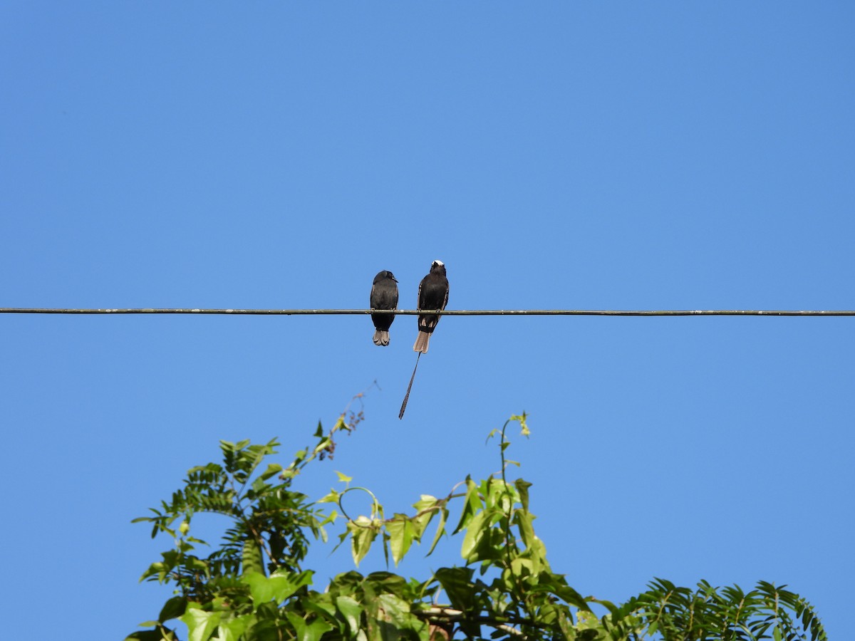 Long-tailed Tyrant - ML645746421