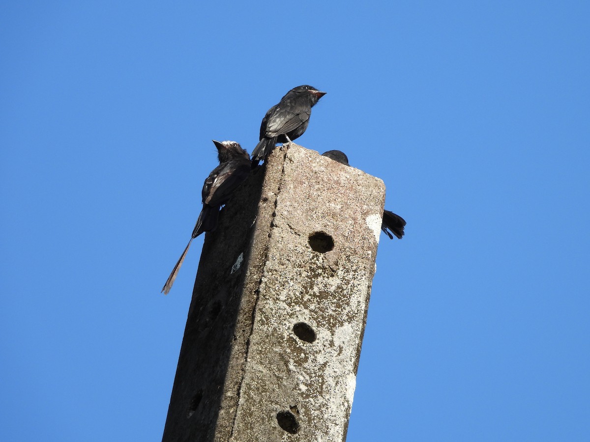 Long-tailed Tyrant - ML645746422