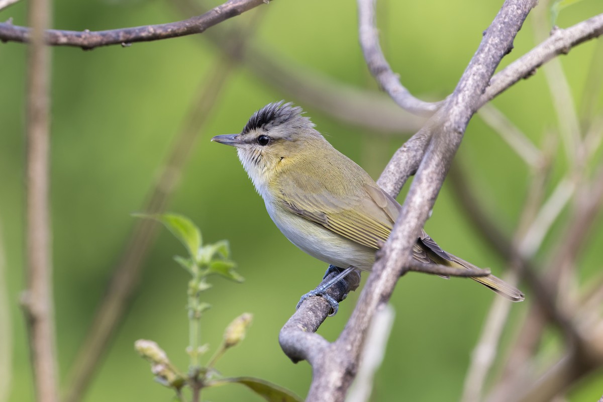 Chivi Vireo - ML645746423