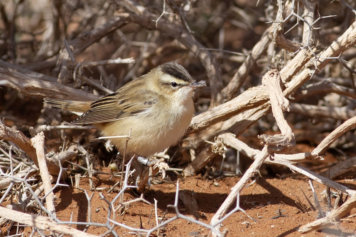 Sedge Warbler - ML645746431